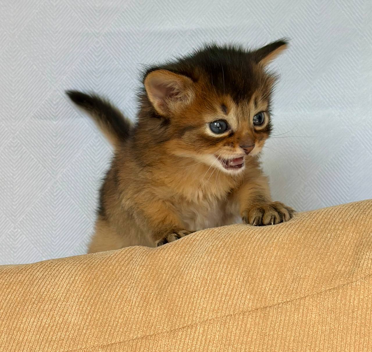 Wyla Somali