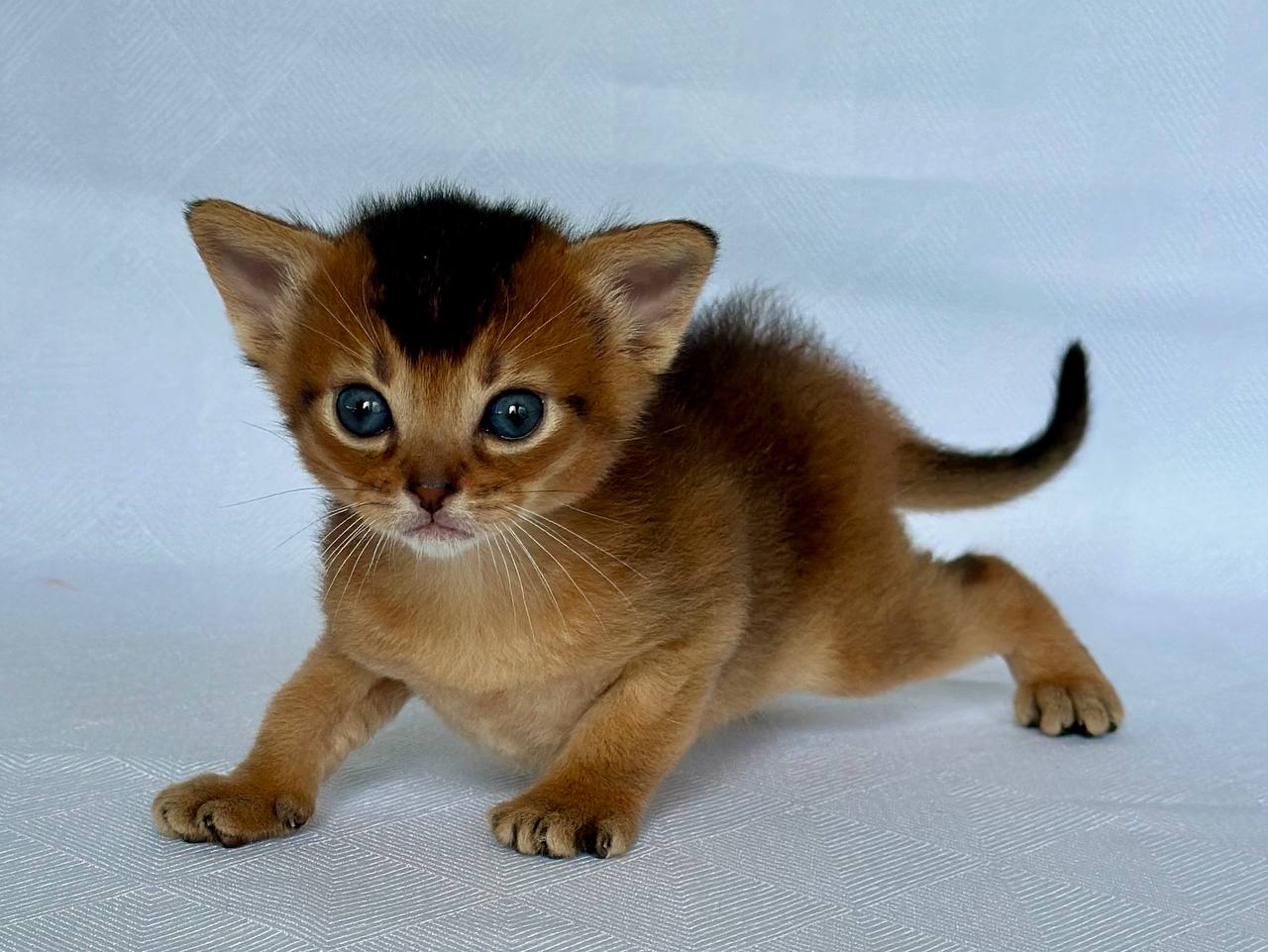 Zephyr Abyssinian