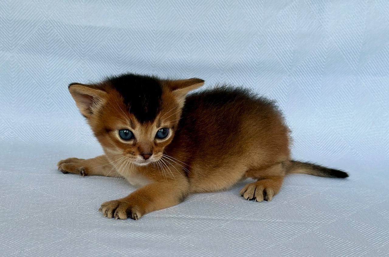 Zephyr Abyssinian