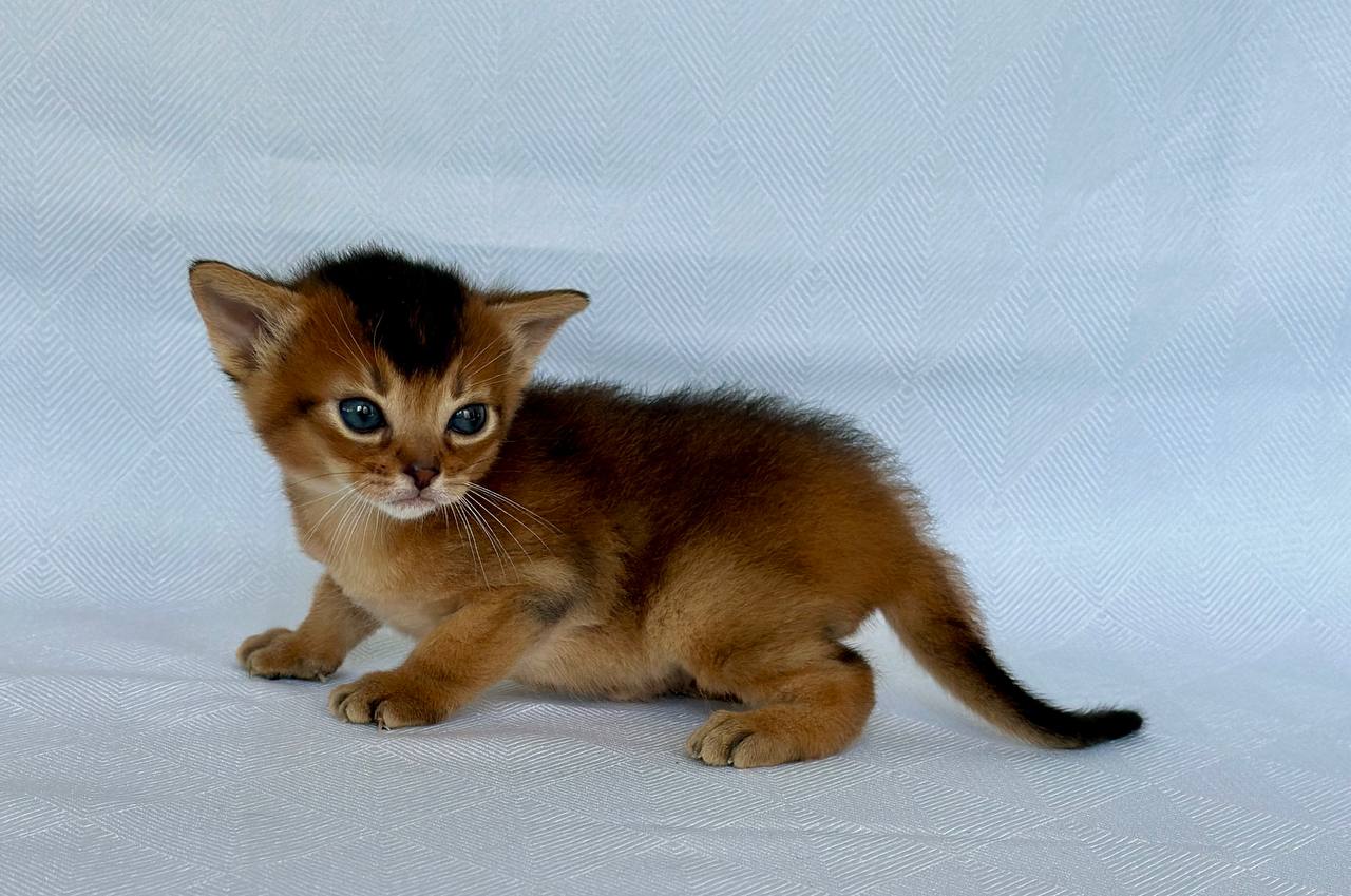 Zephyr Abyssinian