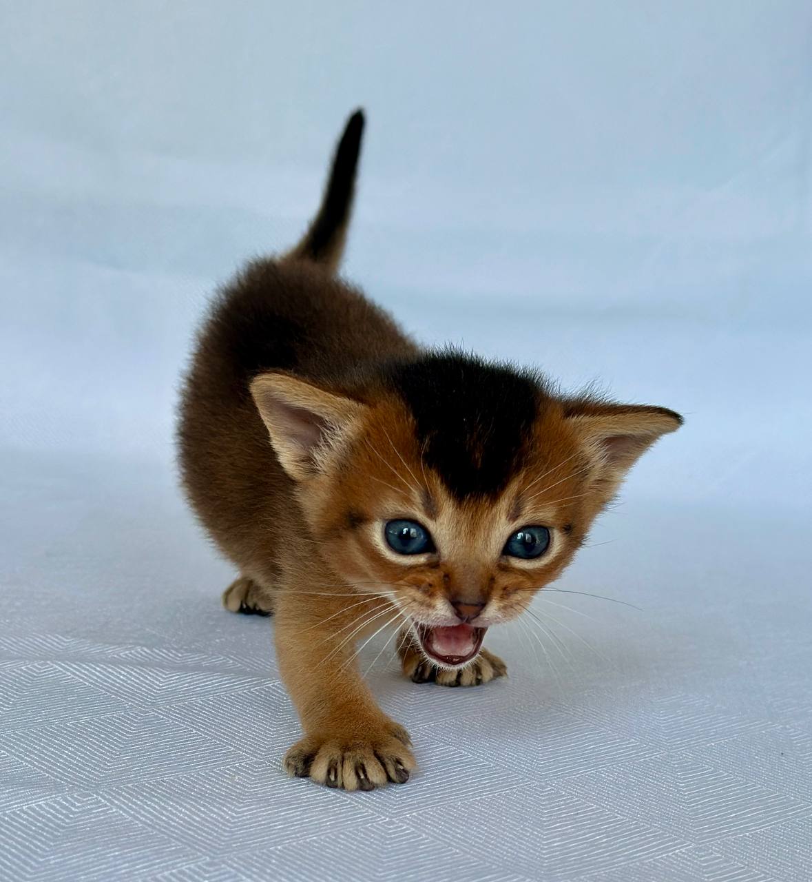 Zephyr Abyssinian