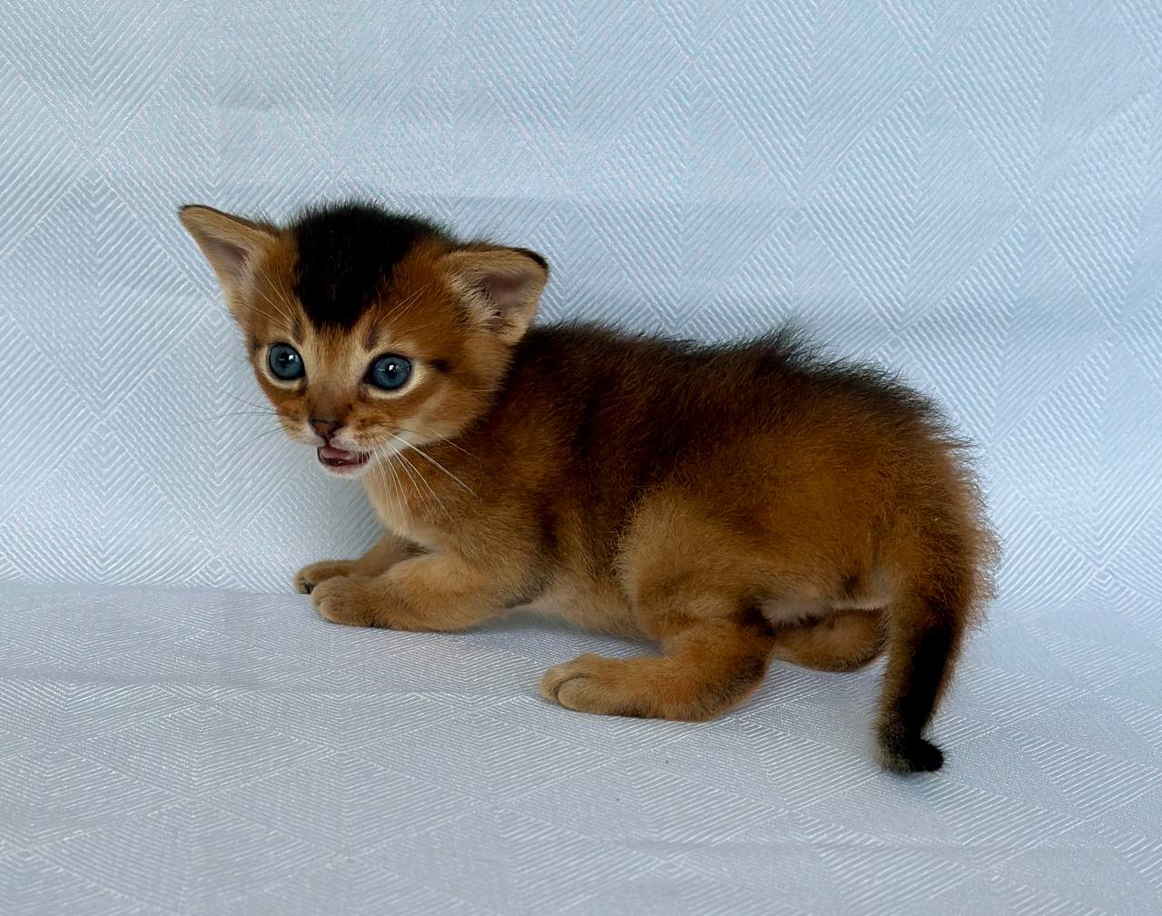 Zephyr Abyssinian