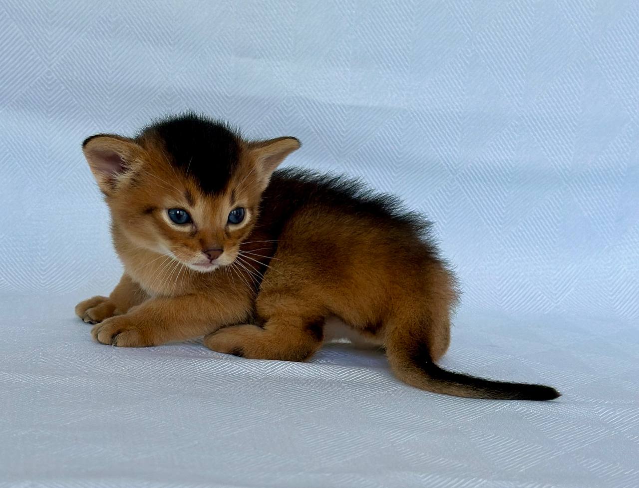 Zevs Abyssinian