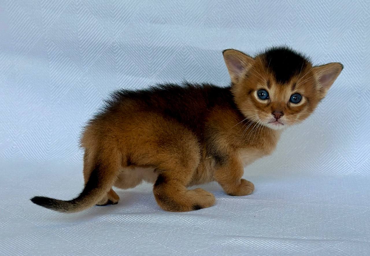 Zevs Abyssinian