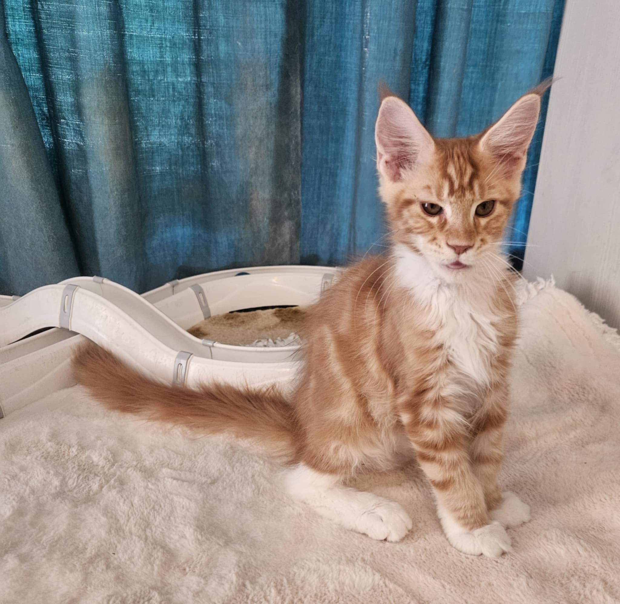 Gabos Maine Coon