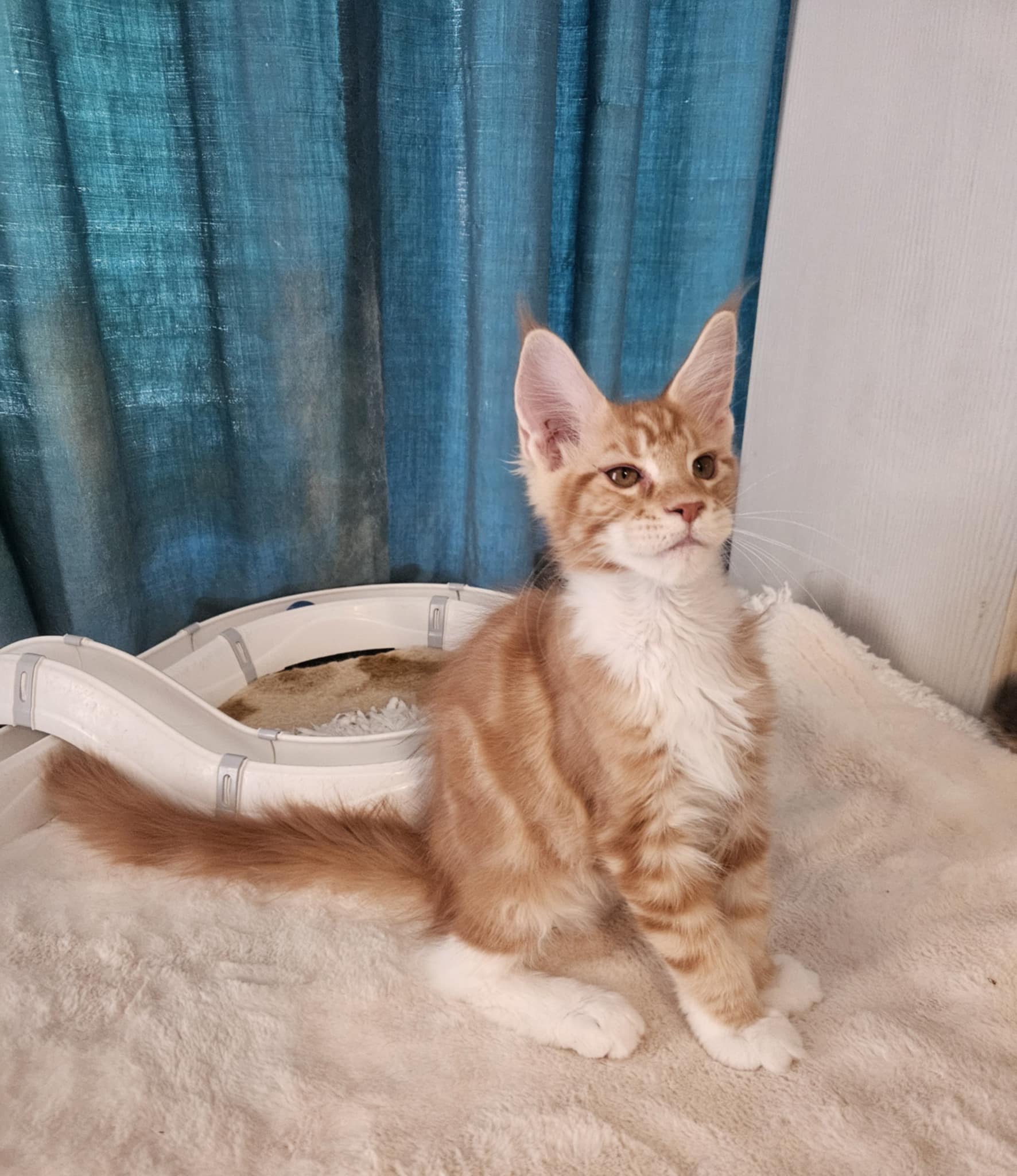 Gabos Maine Coon