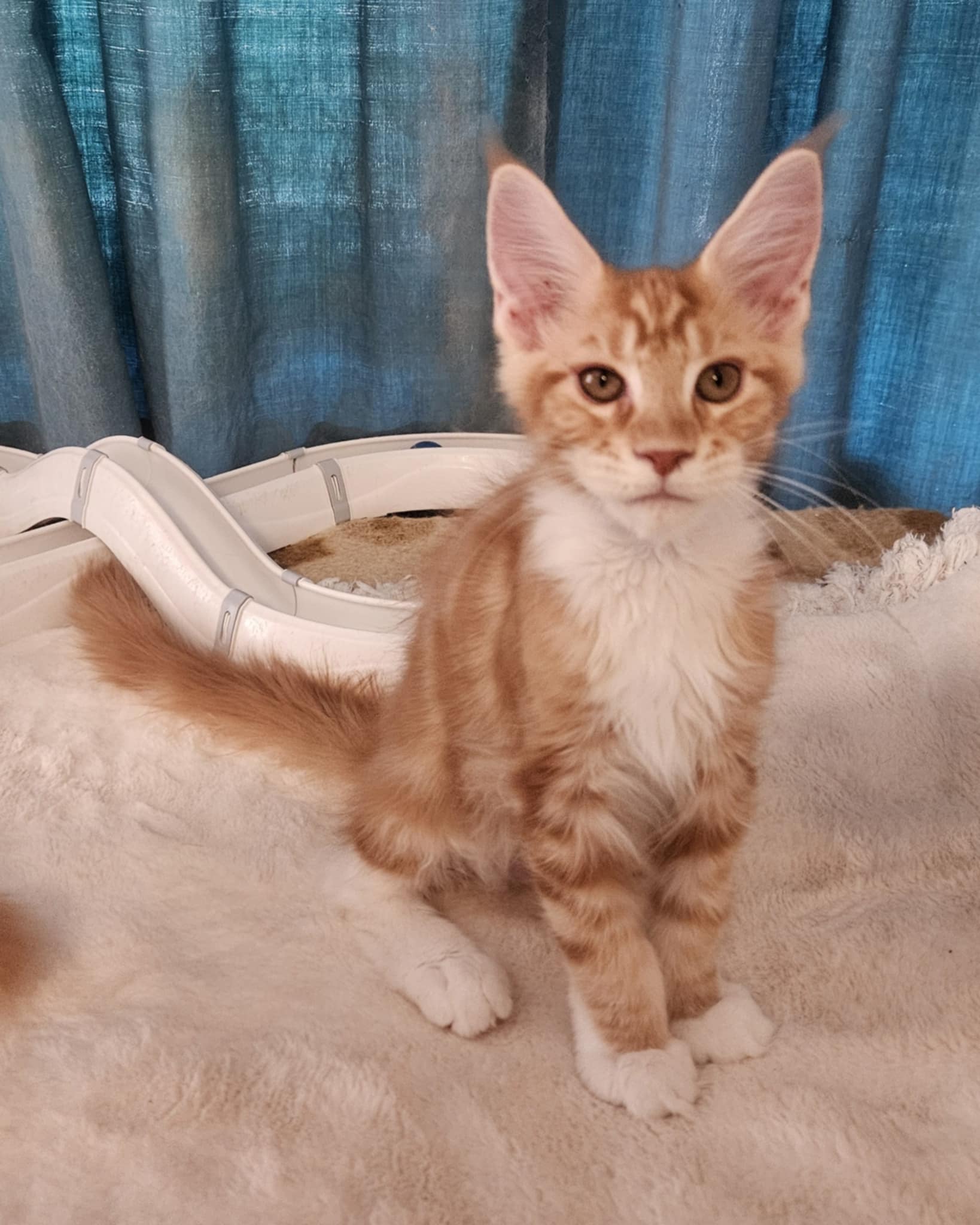 Gabos Maine Coon