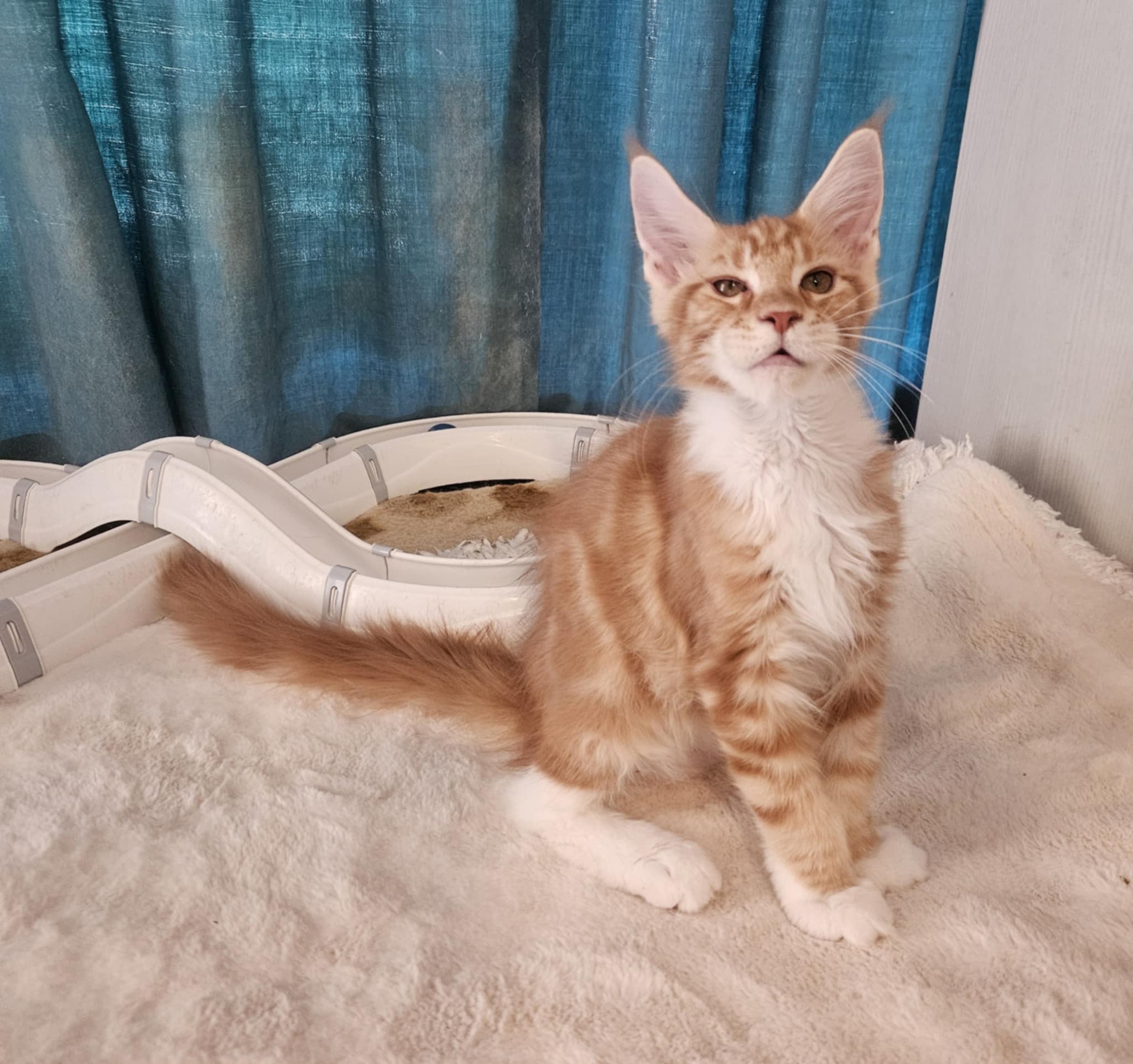 Gabos Maine Coon