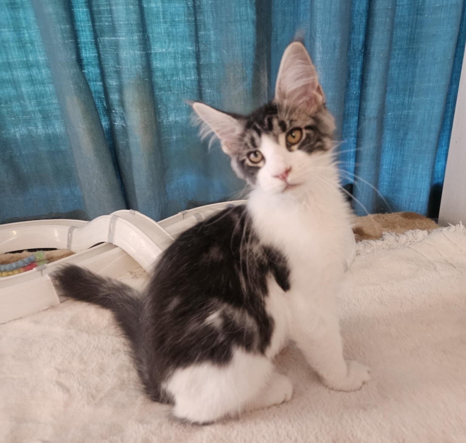 Gandalf Maine Coon