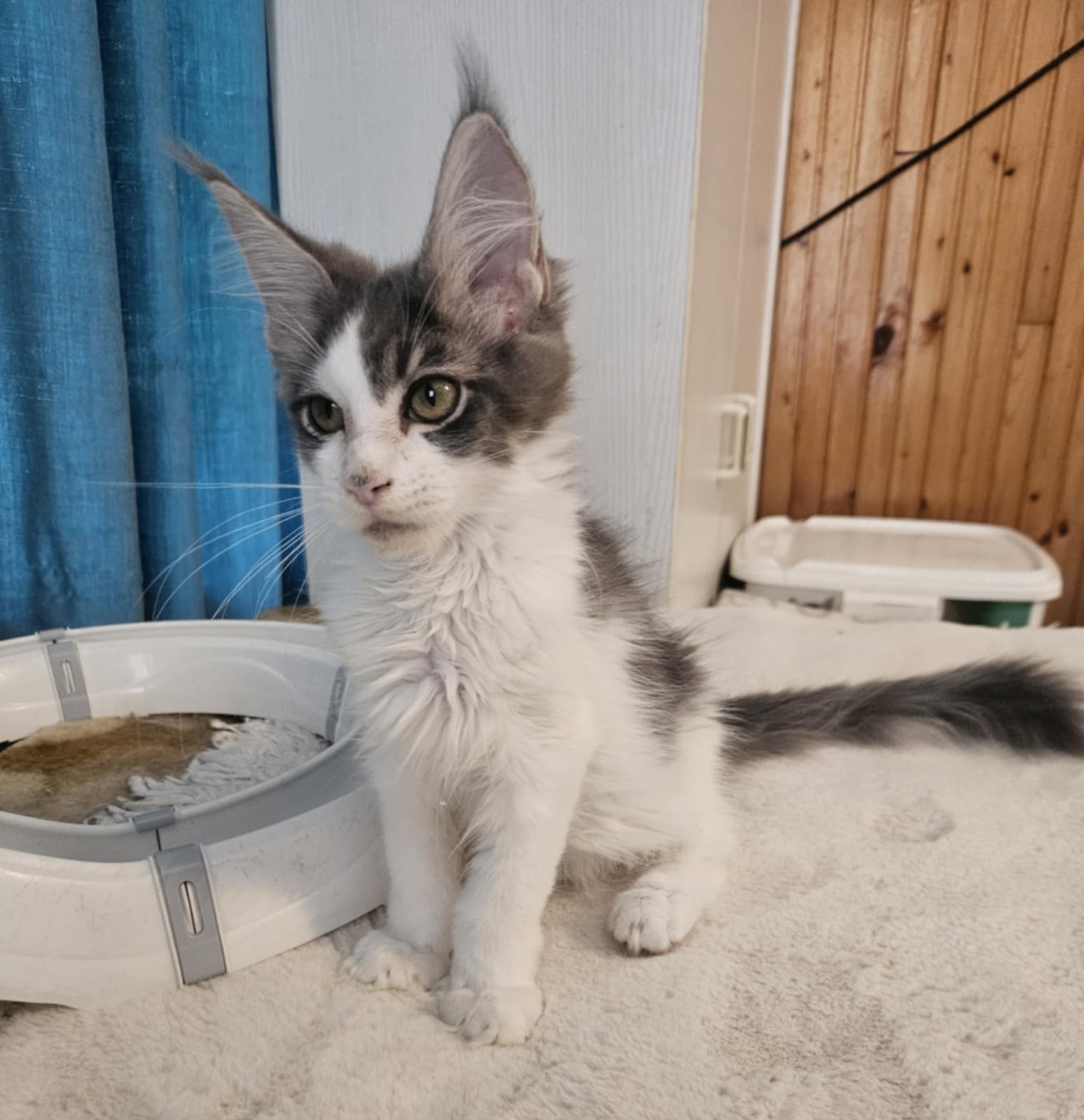 Gerold Maine Coon
