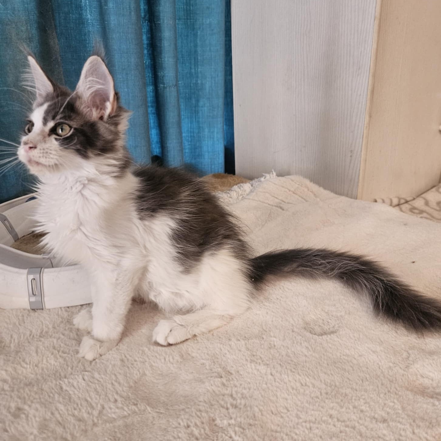 Gerold Maine Coon