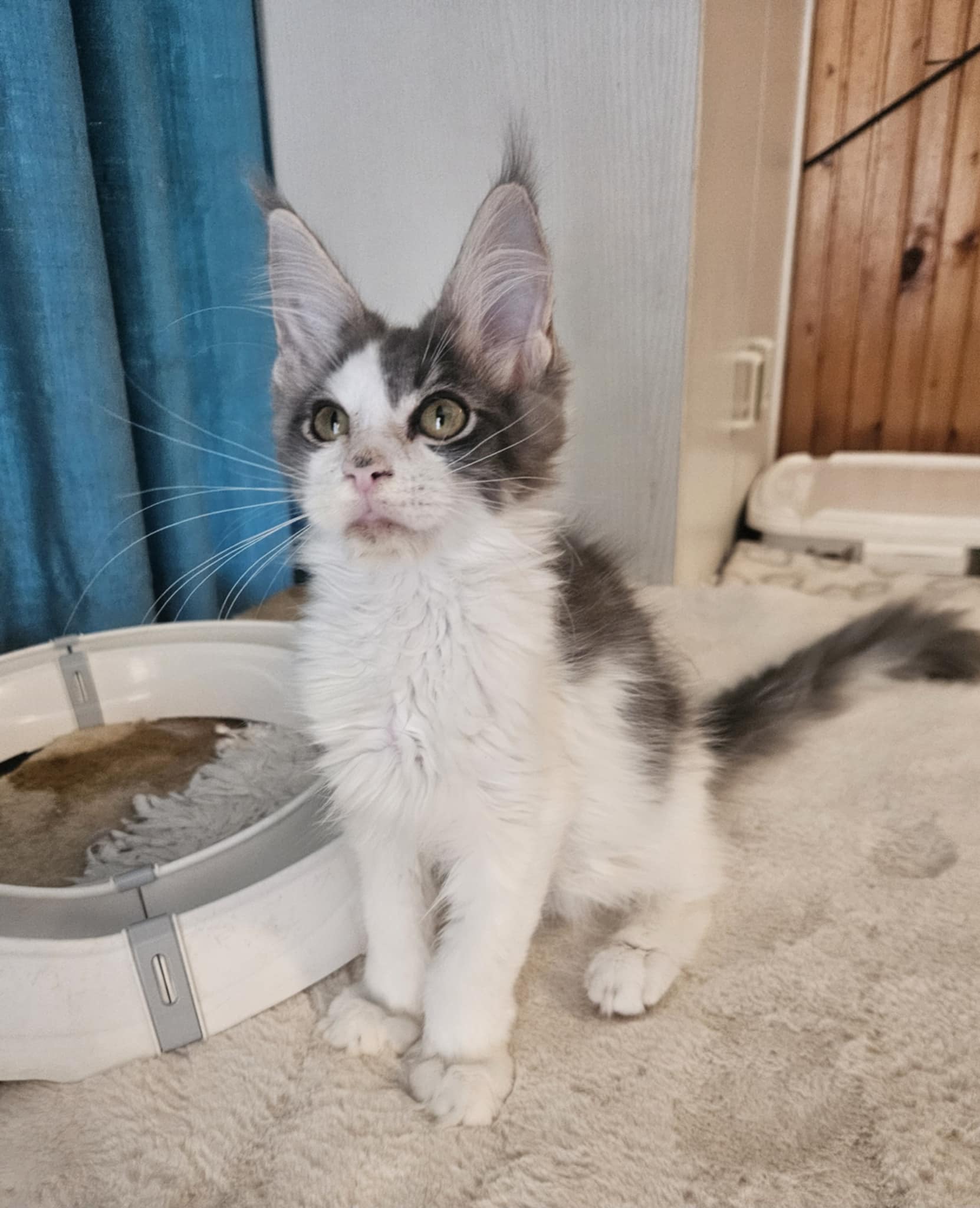 Gerold Maine Coon