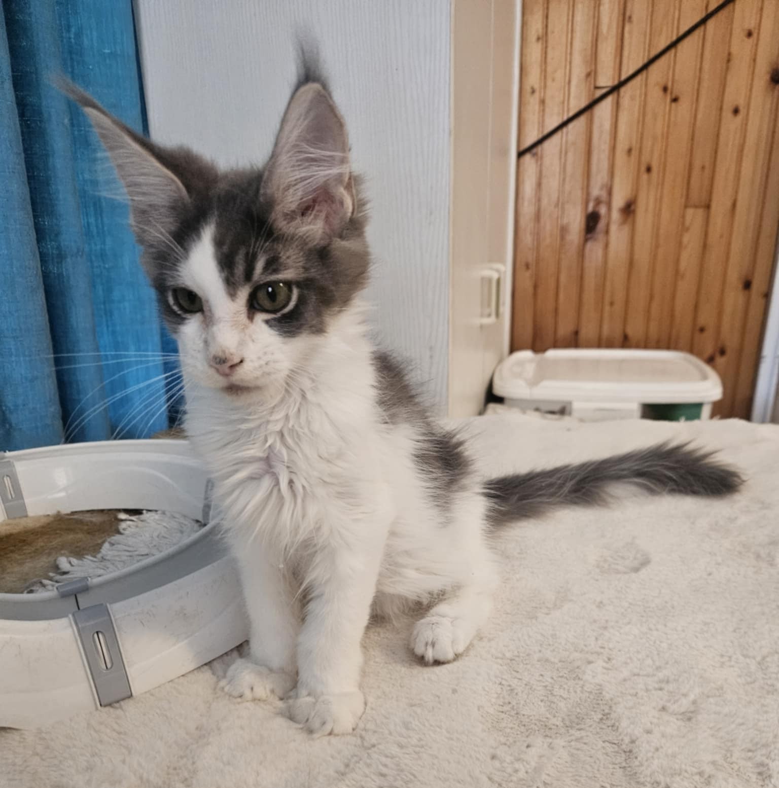 Gerold Maine Coon