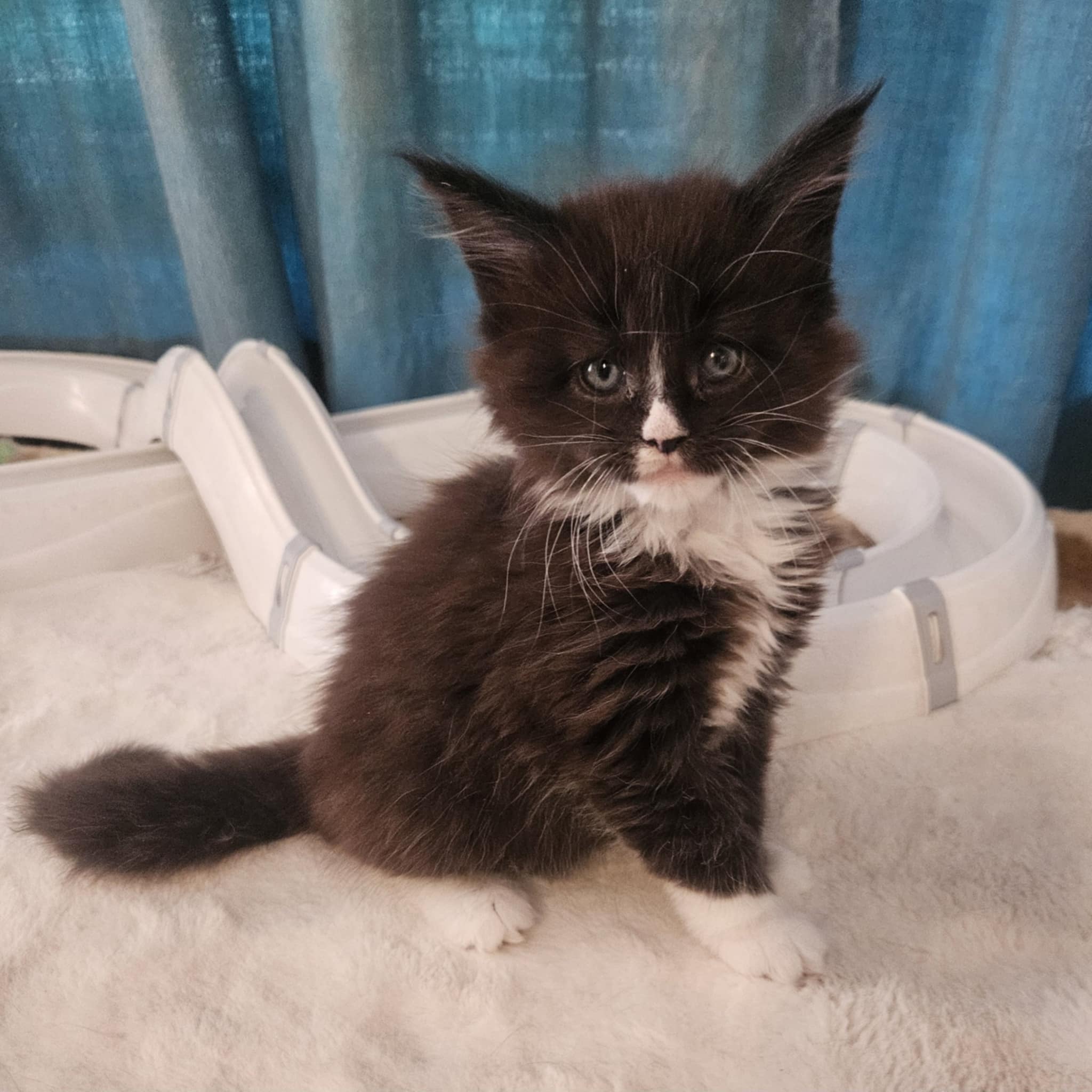 Helena Maine Coon