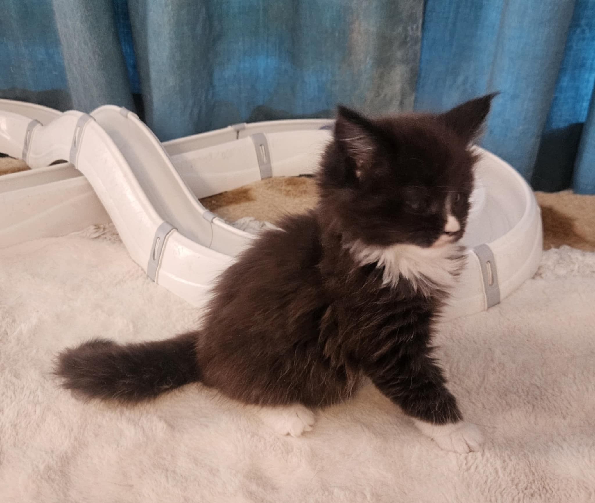 Helena Maine Coon