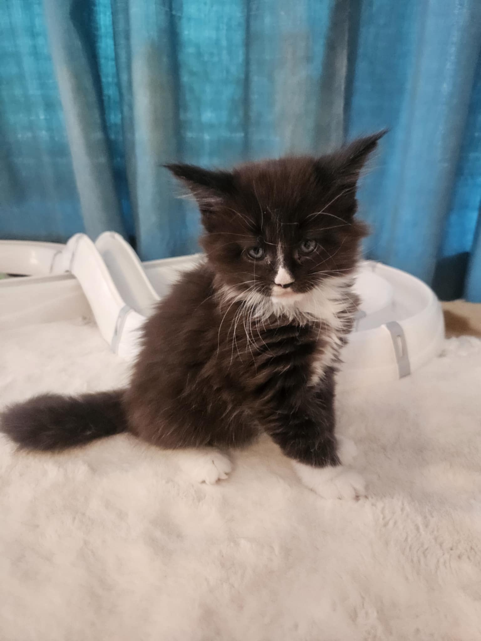 Helena Maine Coon