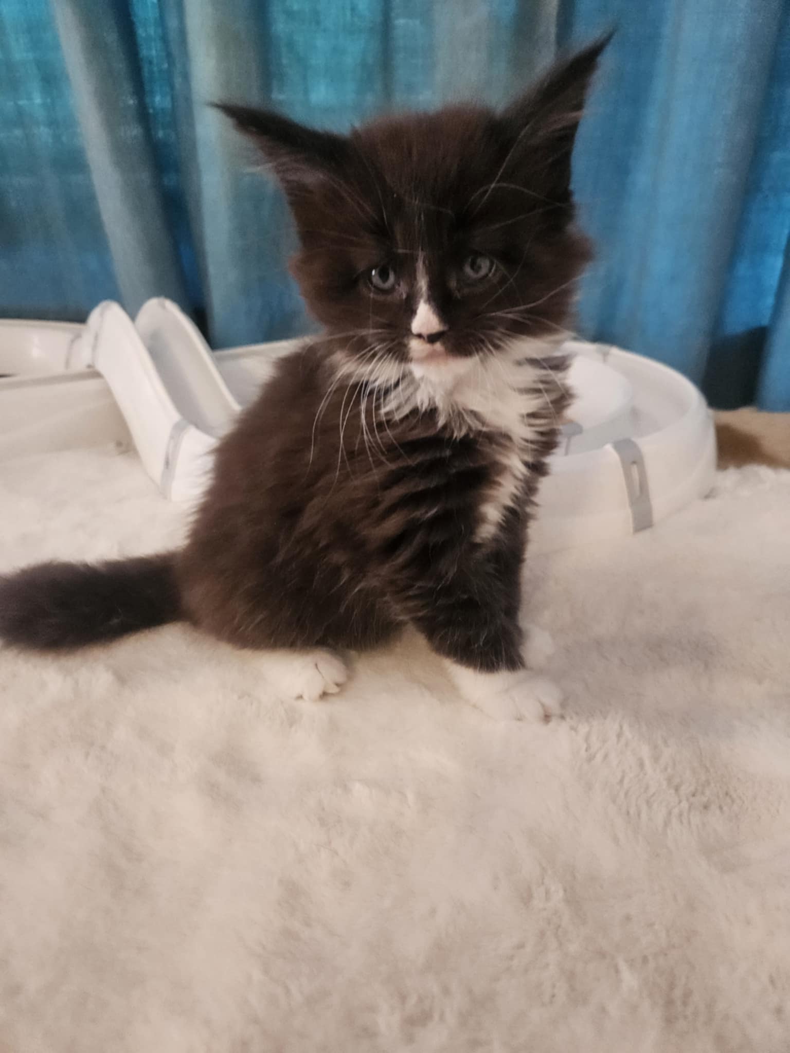 Helena Maine Coon