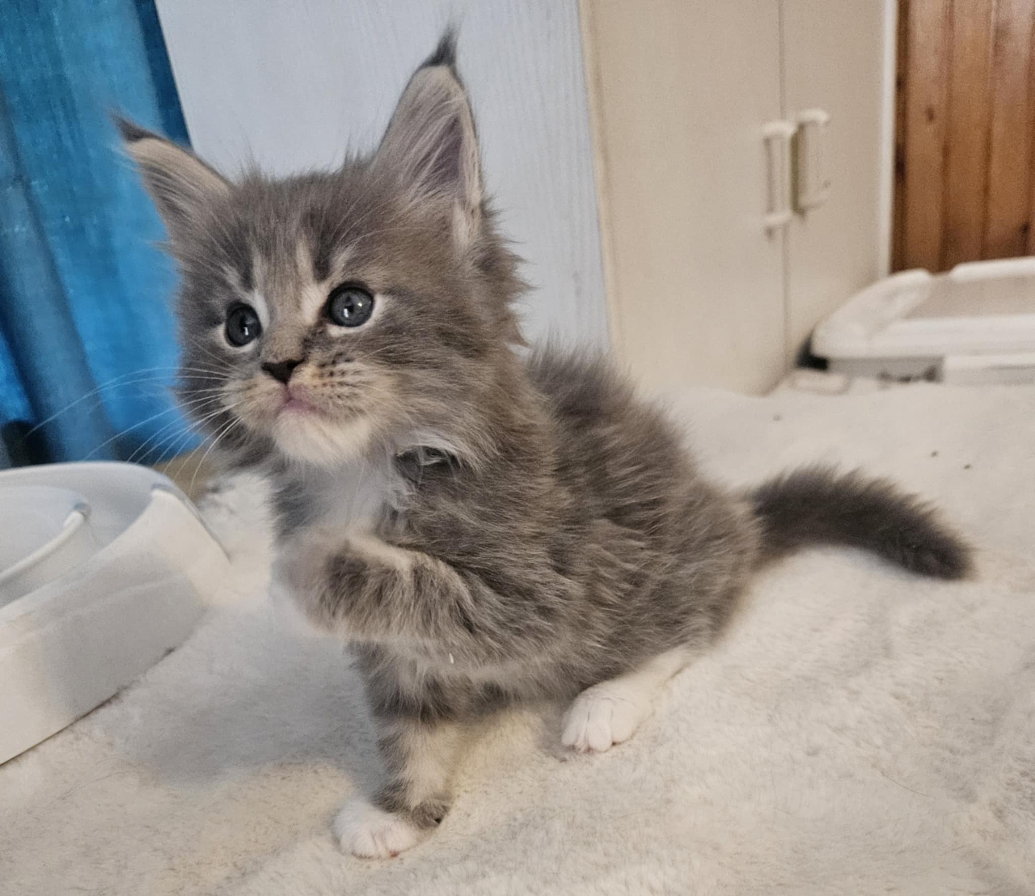 Hugo Maine Coon
