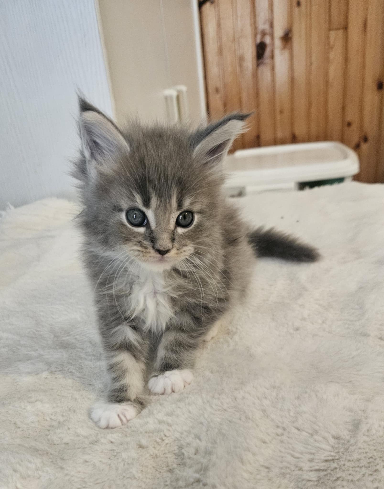 Hugo Maine Coon