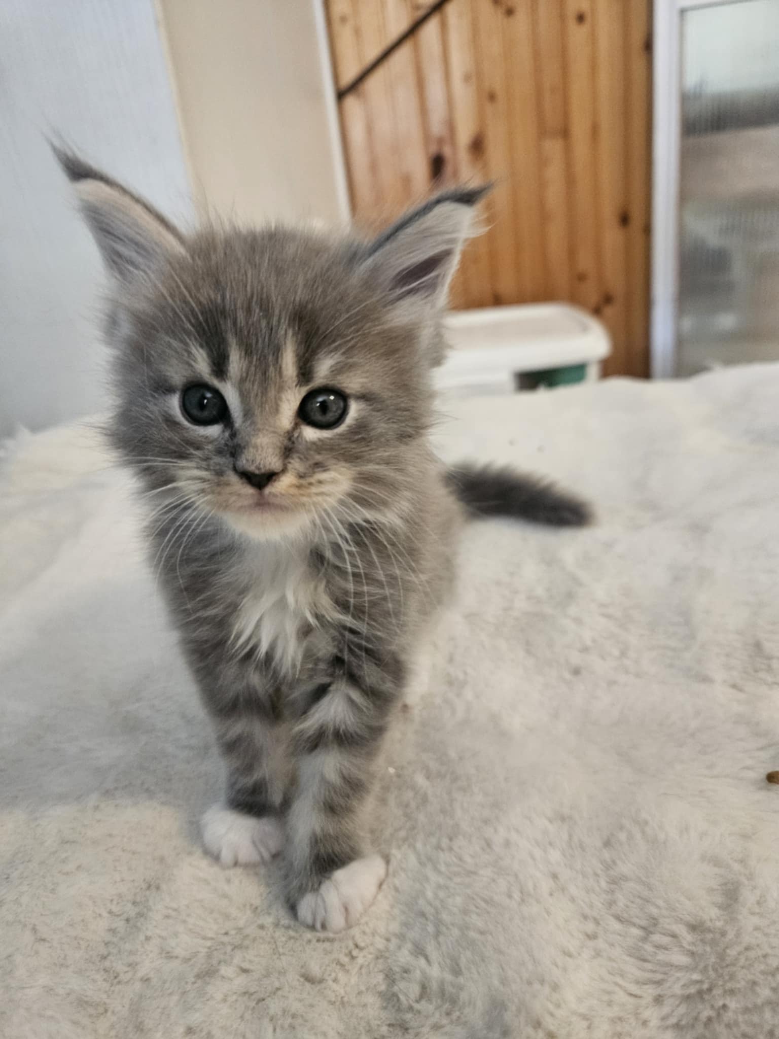 Hugo Maine Coon