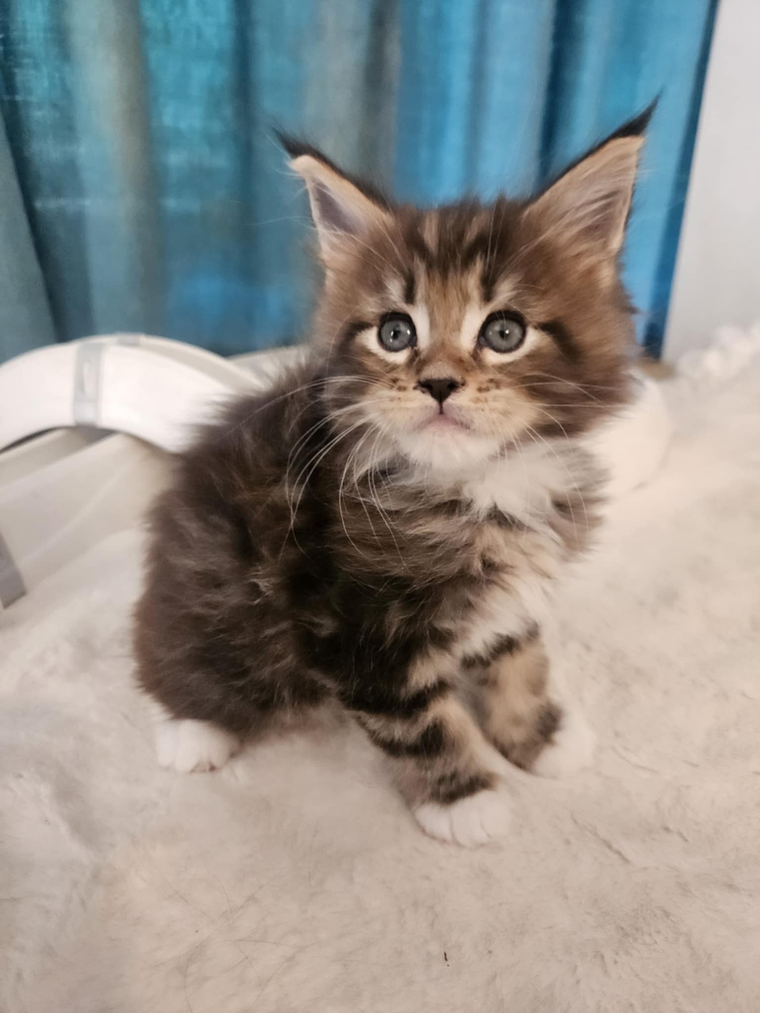 Hunor Maine Coon