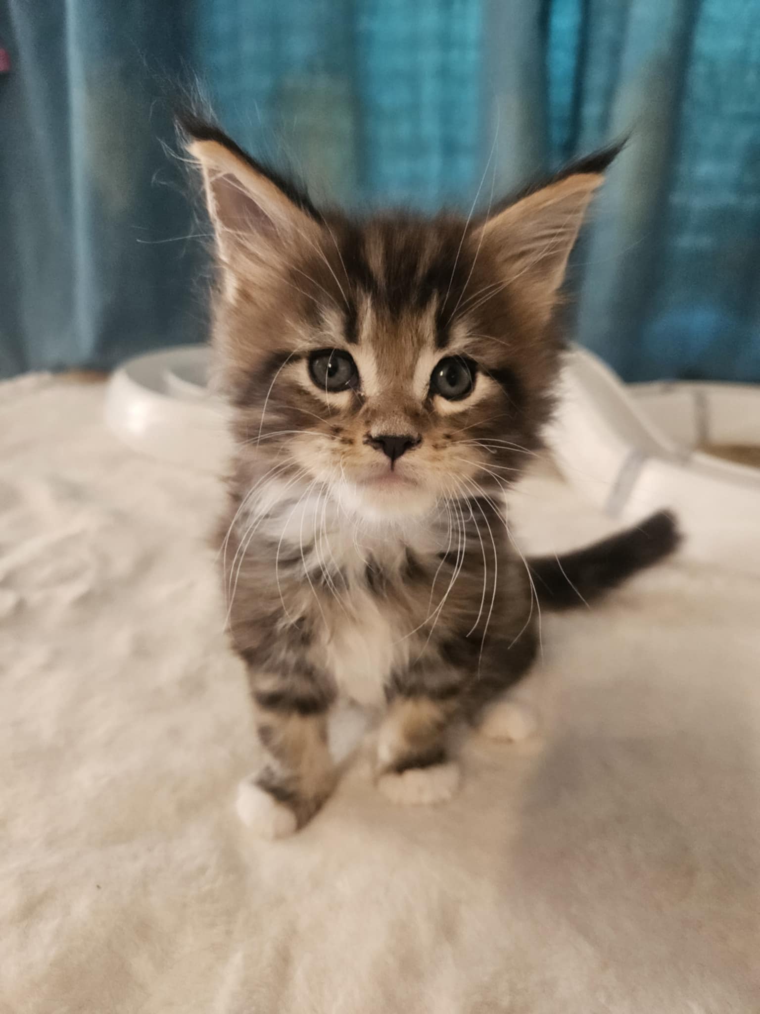 Hunor Maine Coon