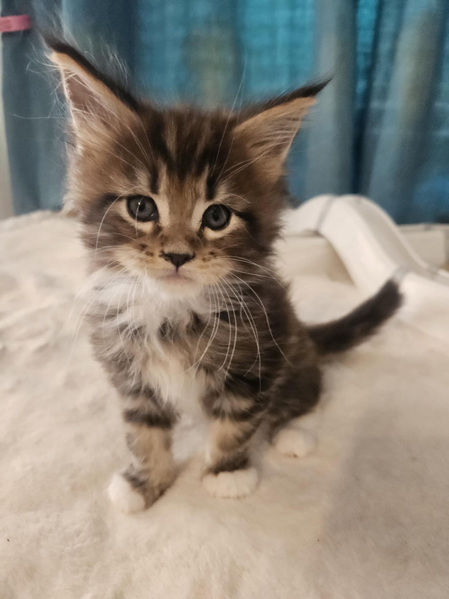 Hunor Maine Coon