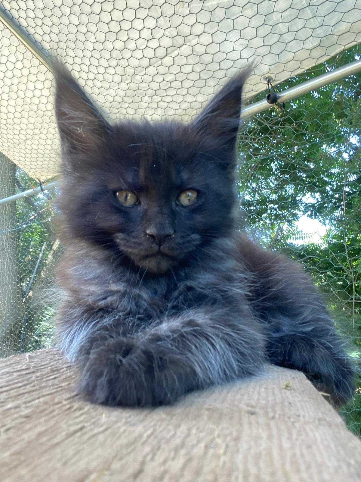Idia Maine Coon