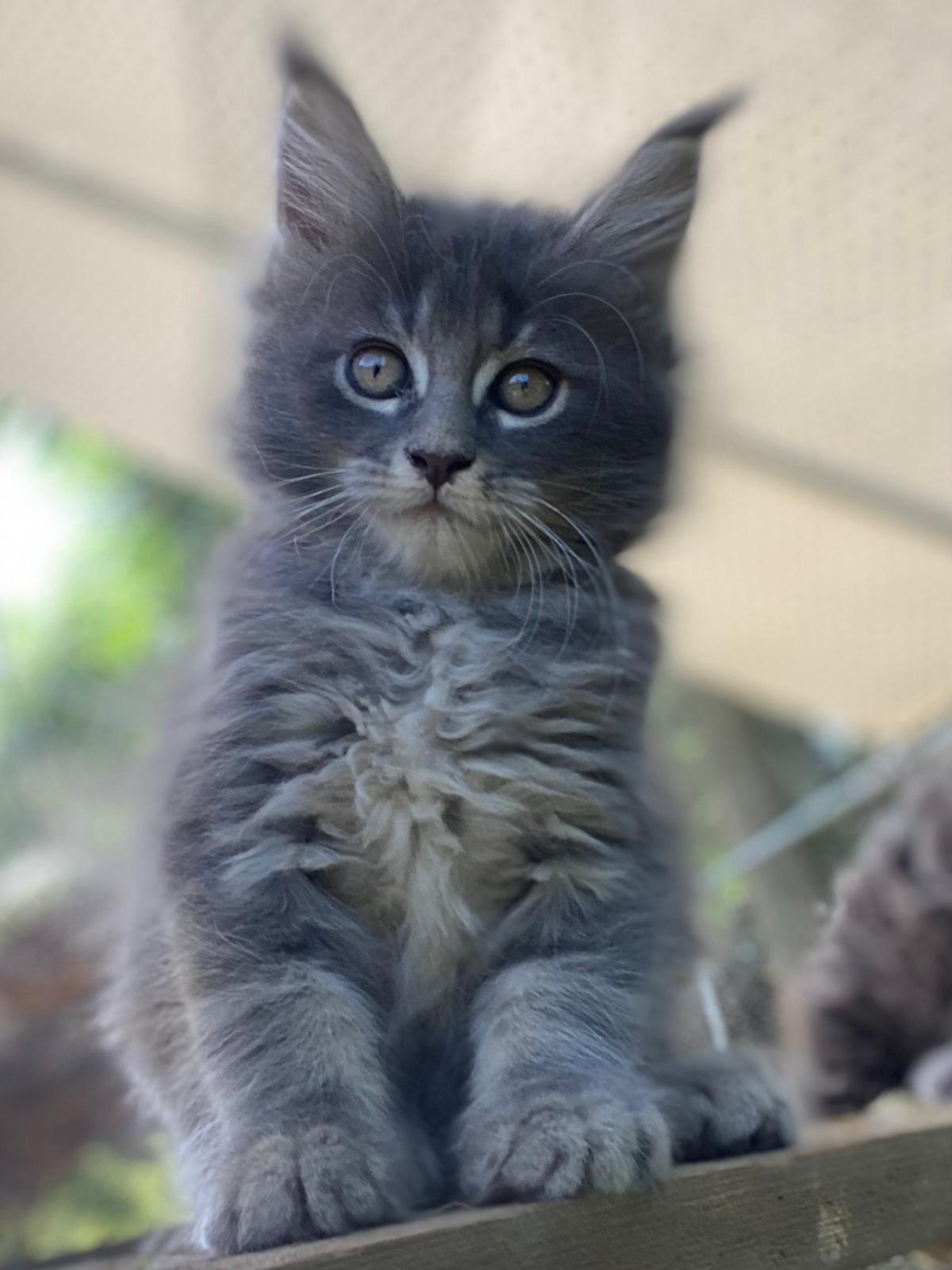 Inga Maine Coon