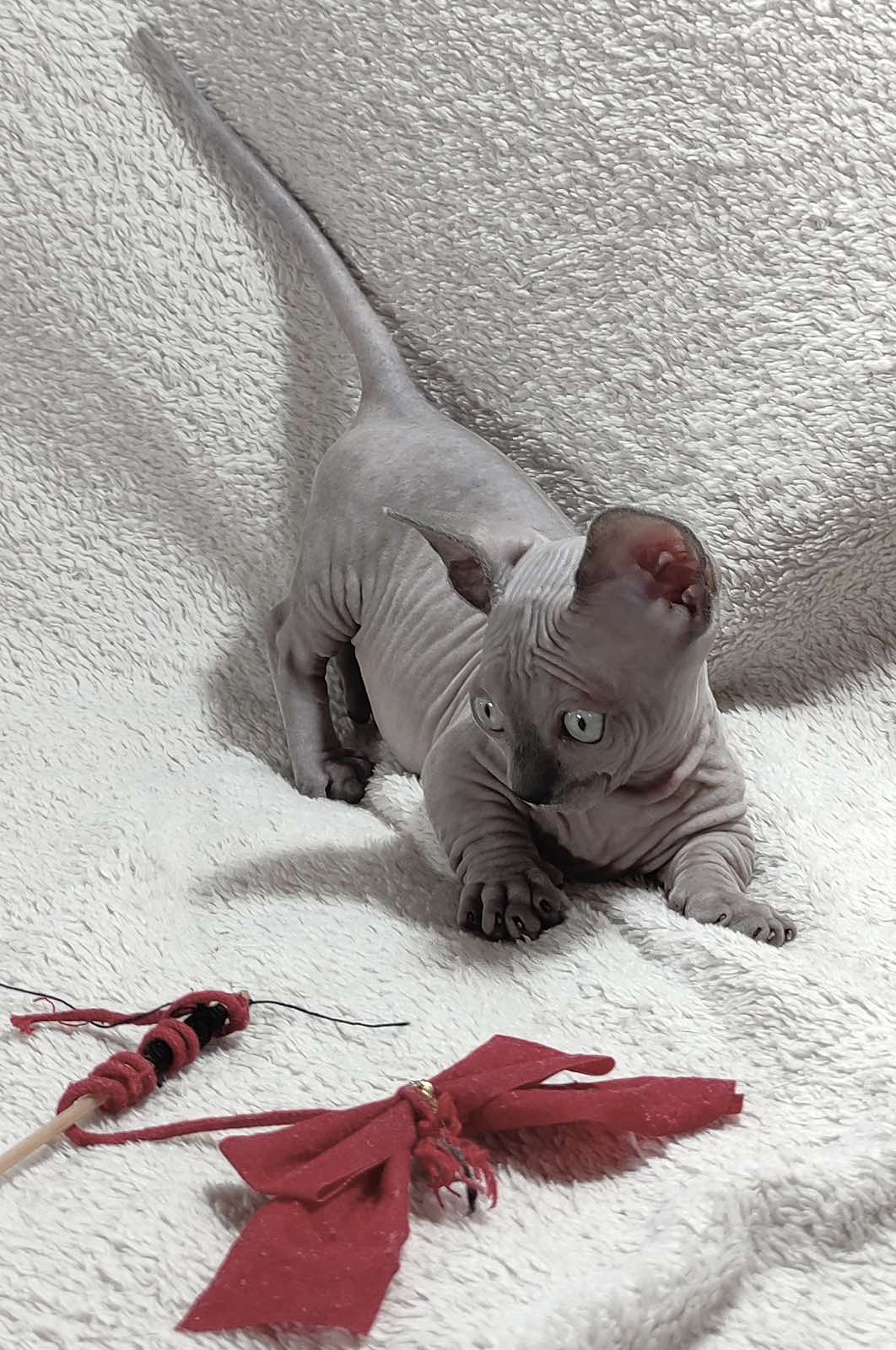 Barbie Sphynx