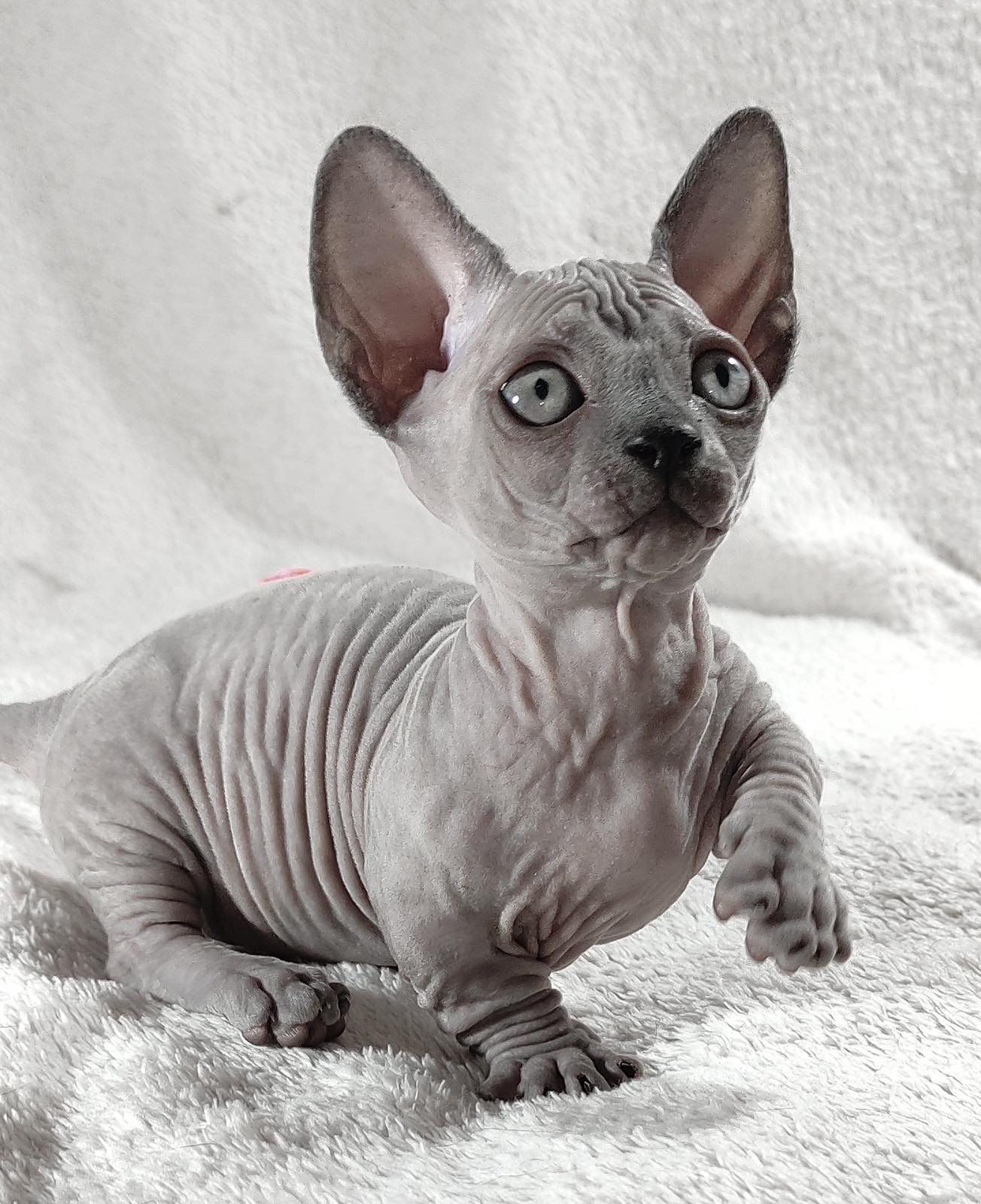 Barbie Sphynx