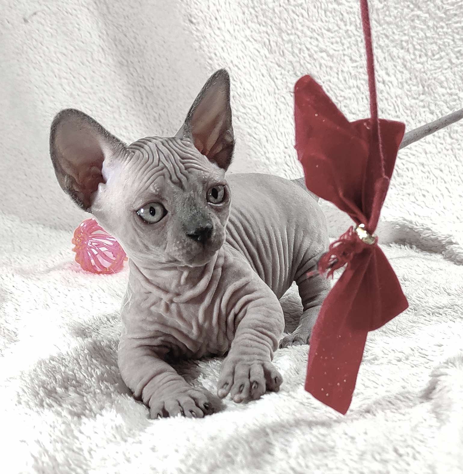 Barbie Sphynx
