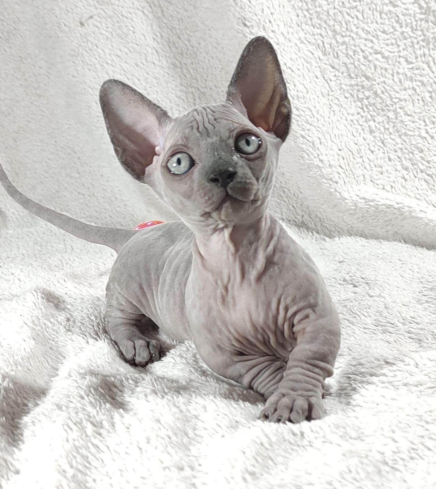 Barbie Sphynx