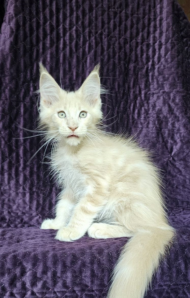 Basileus Maine Coon