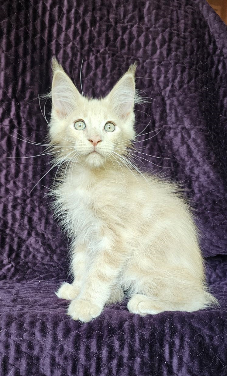 Basileus Maine Coon