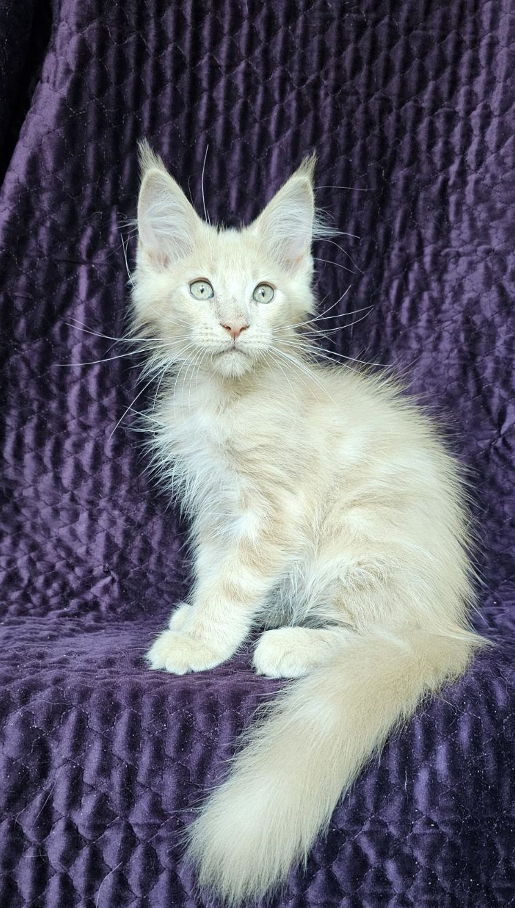 Basileus Maine Coon