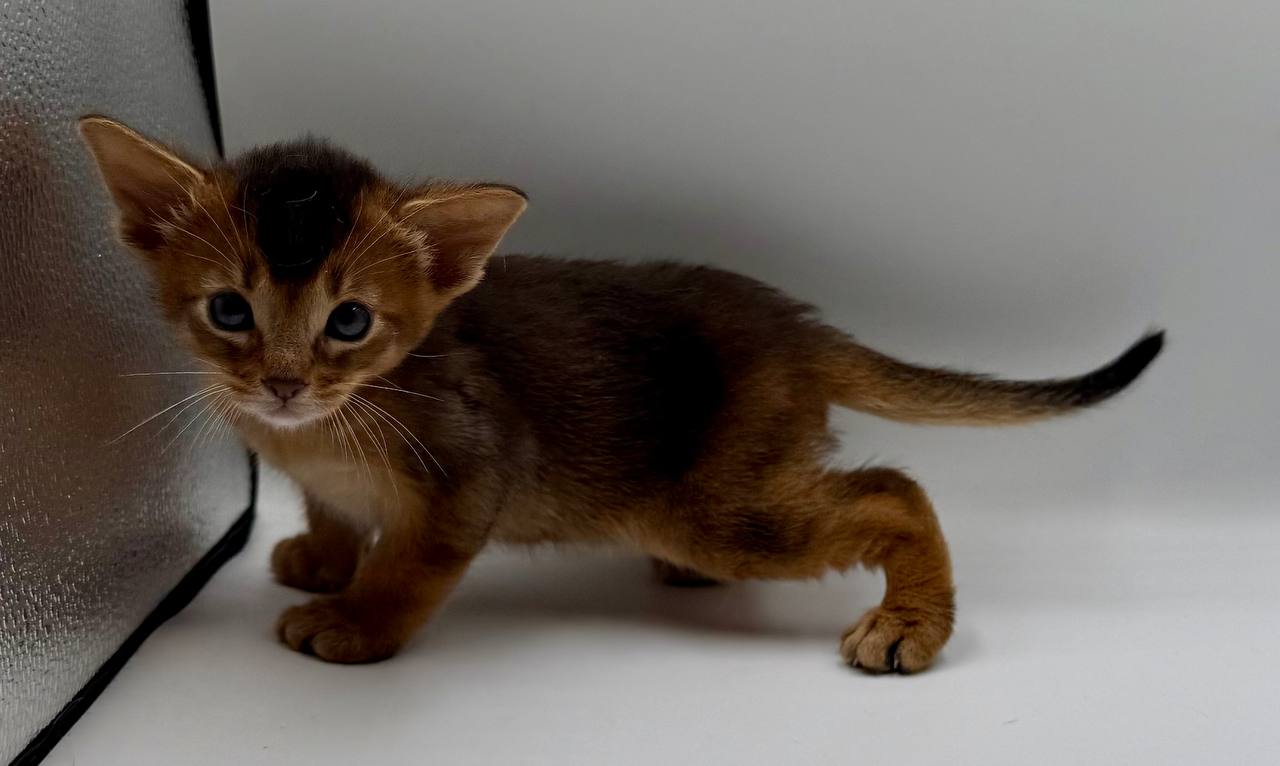 Darsik Abyssinian