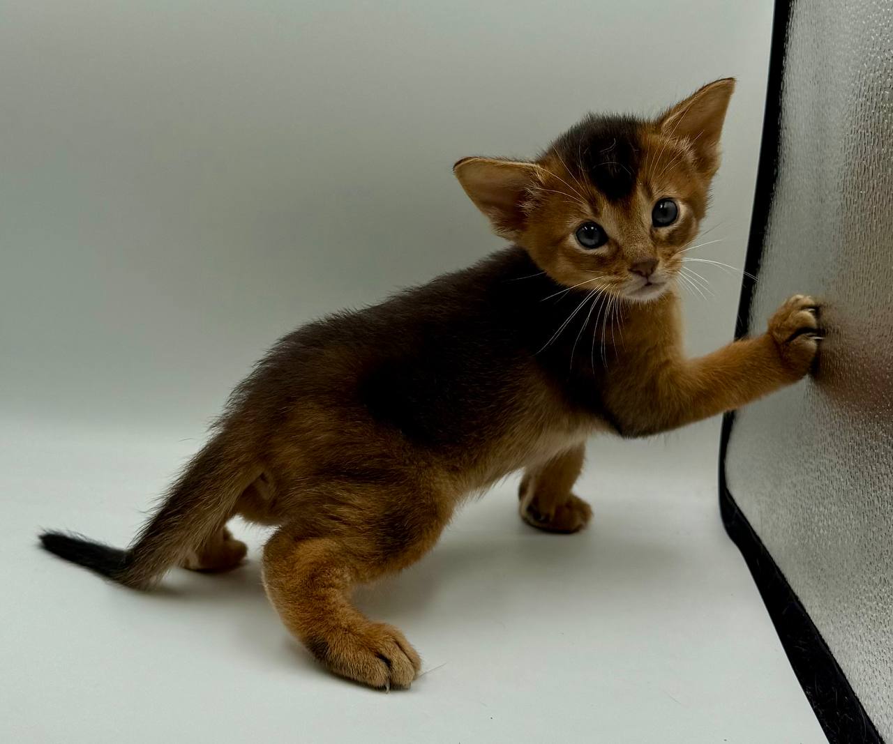 Darsik Abyssinian