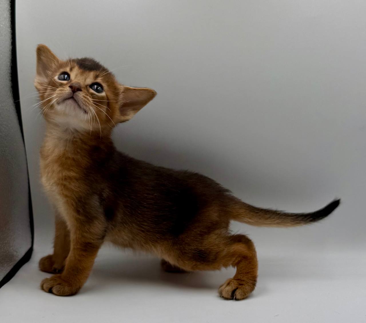 Darsik Abyssinian