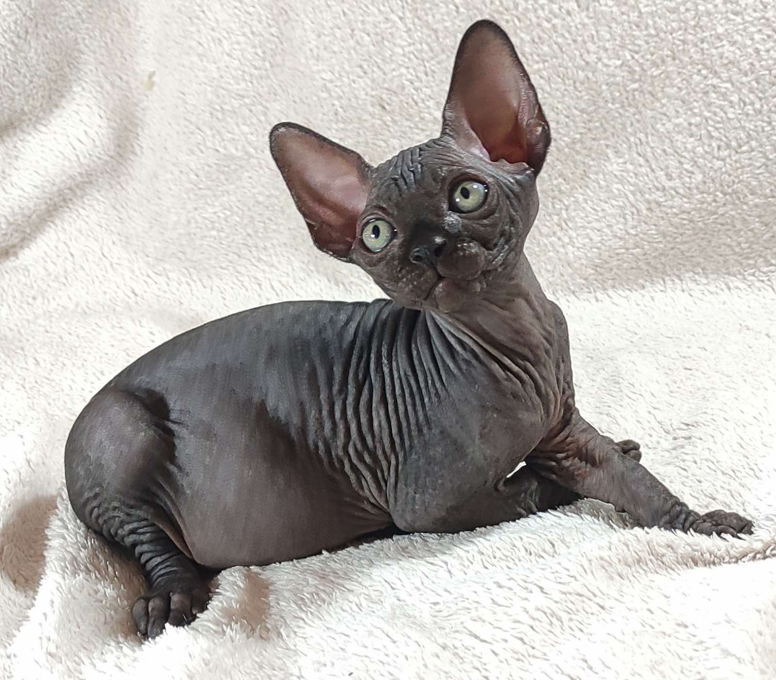 Deni Sphynx