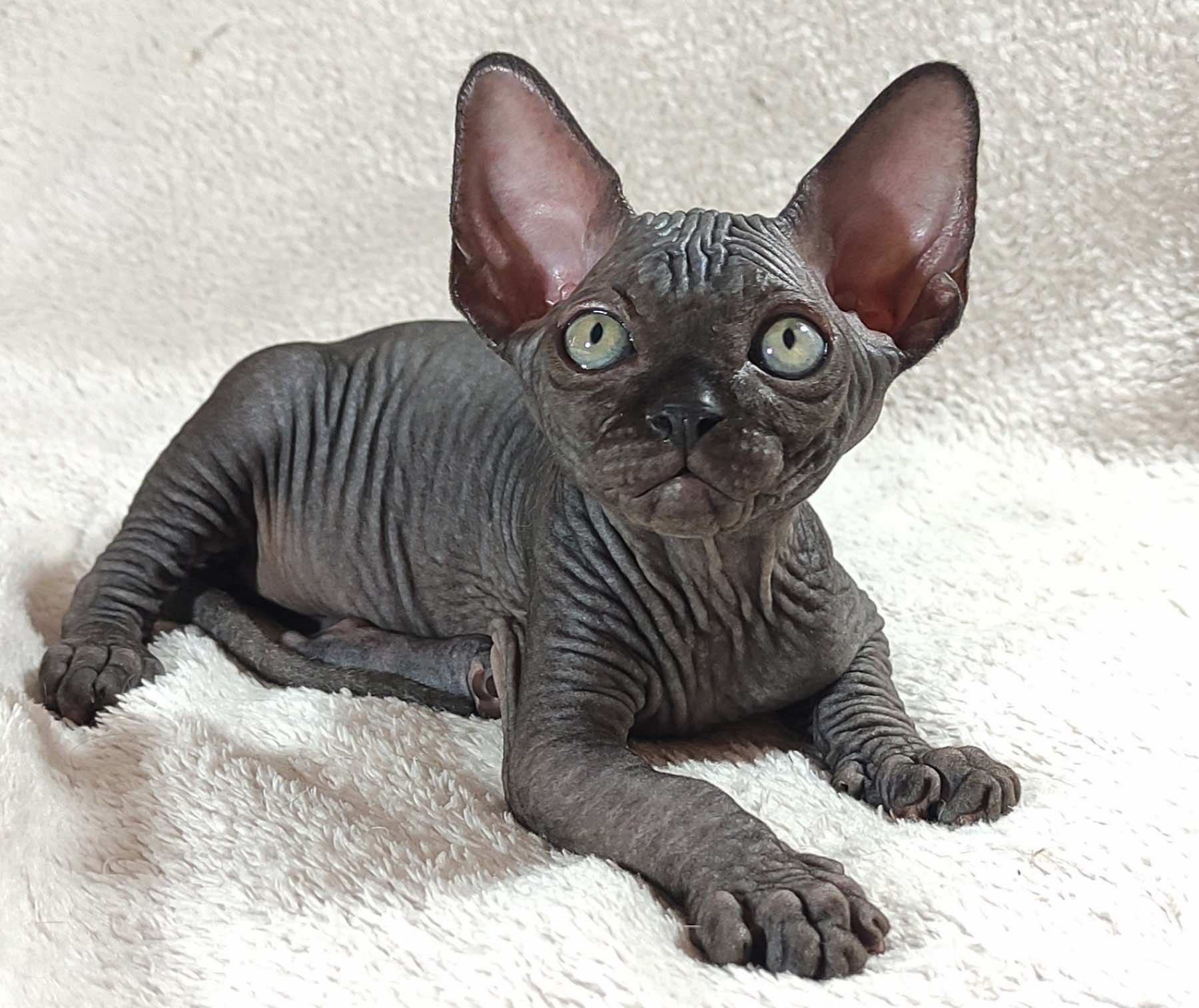 Deni Sphynx