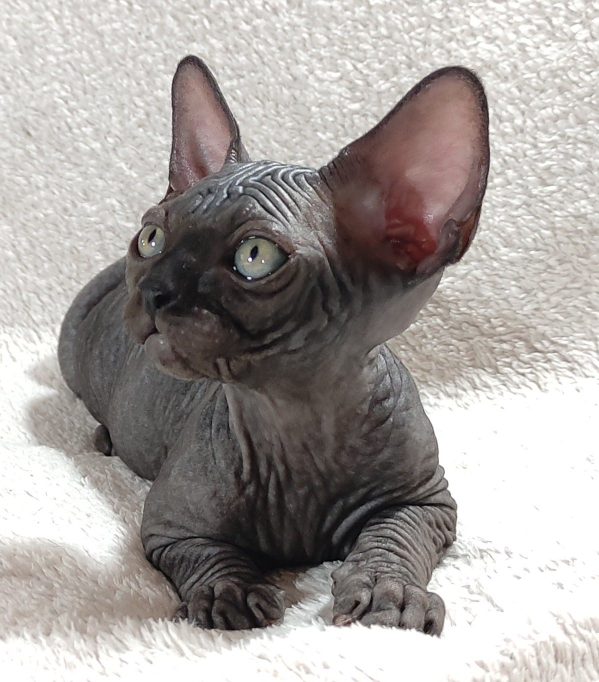 Deni Sphynx