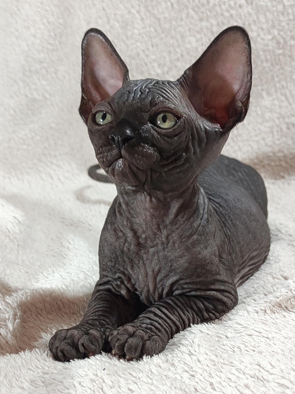Deni Sphynx