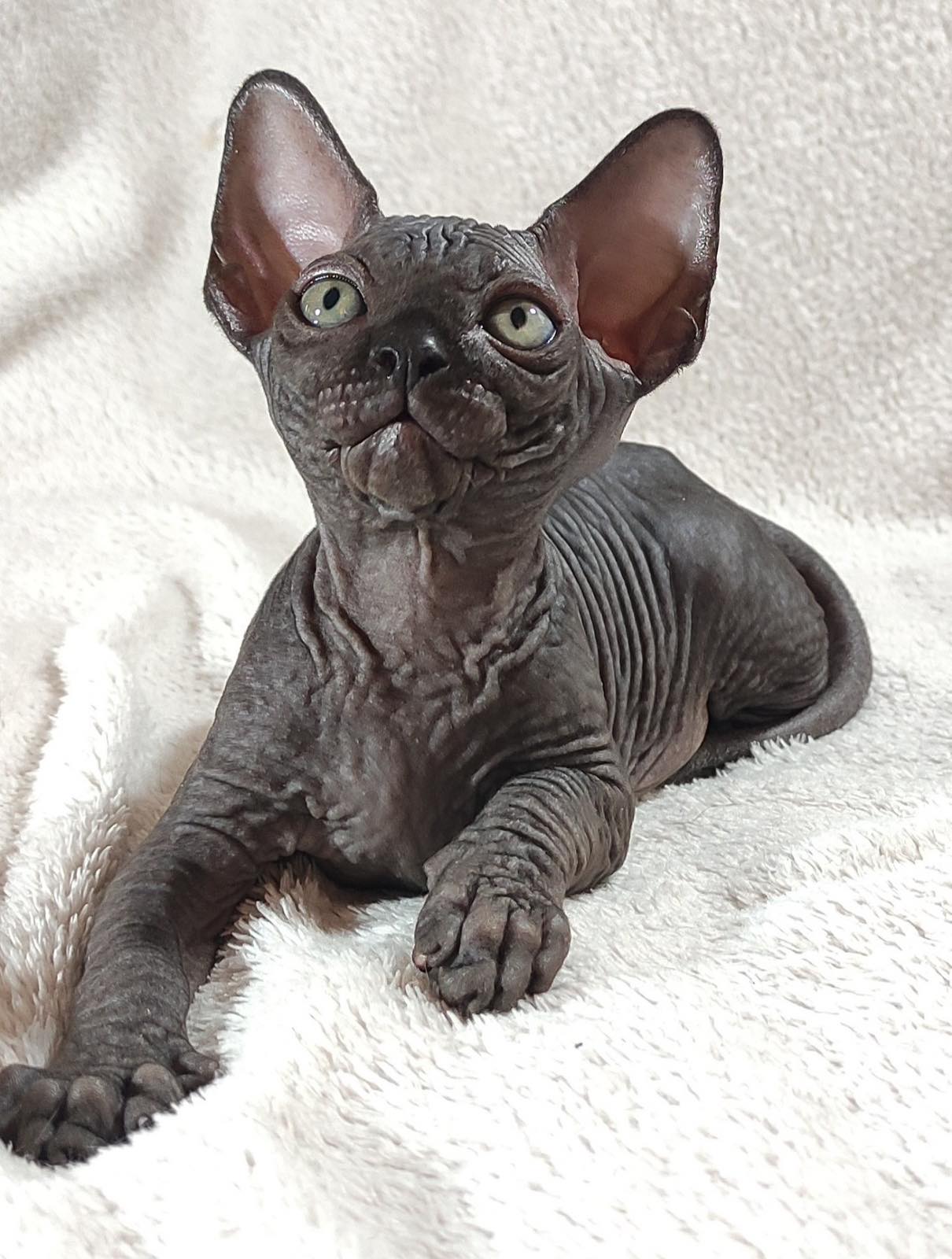 Deni Sphynx
