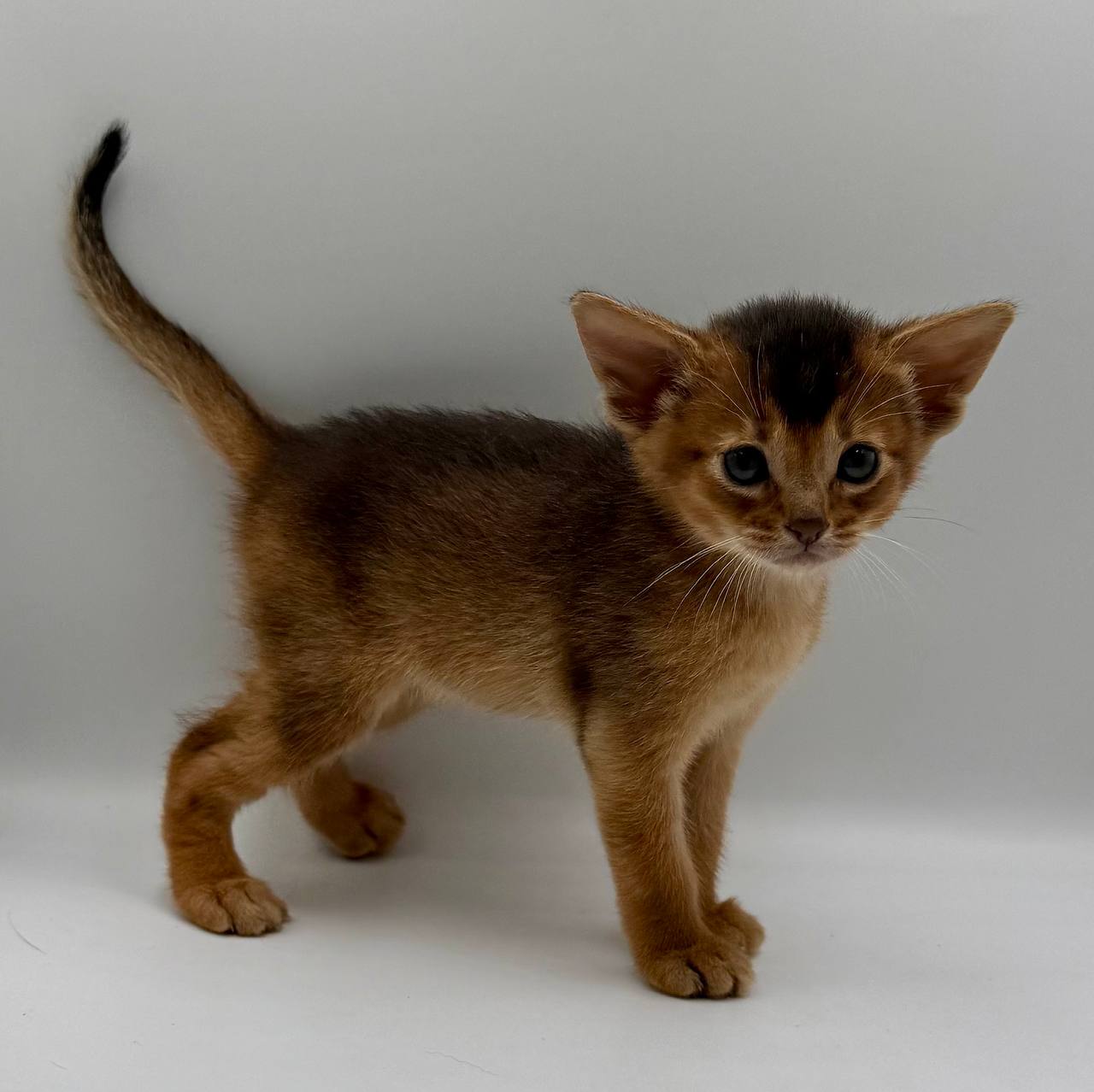 Diana Abyssinian