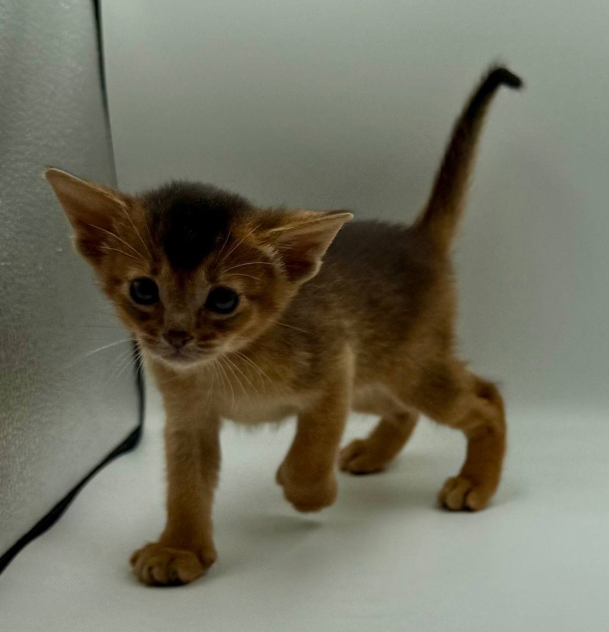 Diana Abyssinian