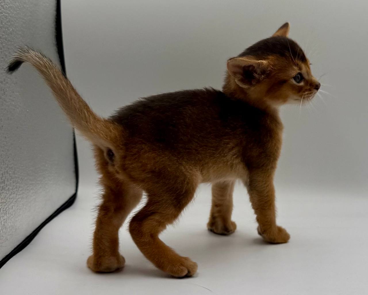 Diana Abyssinian