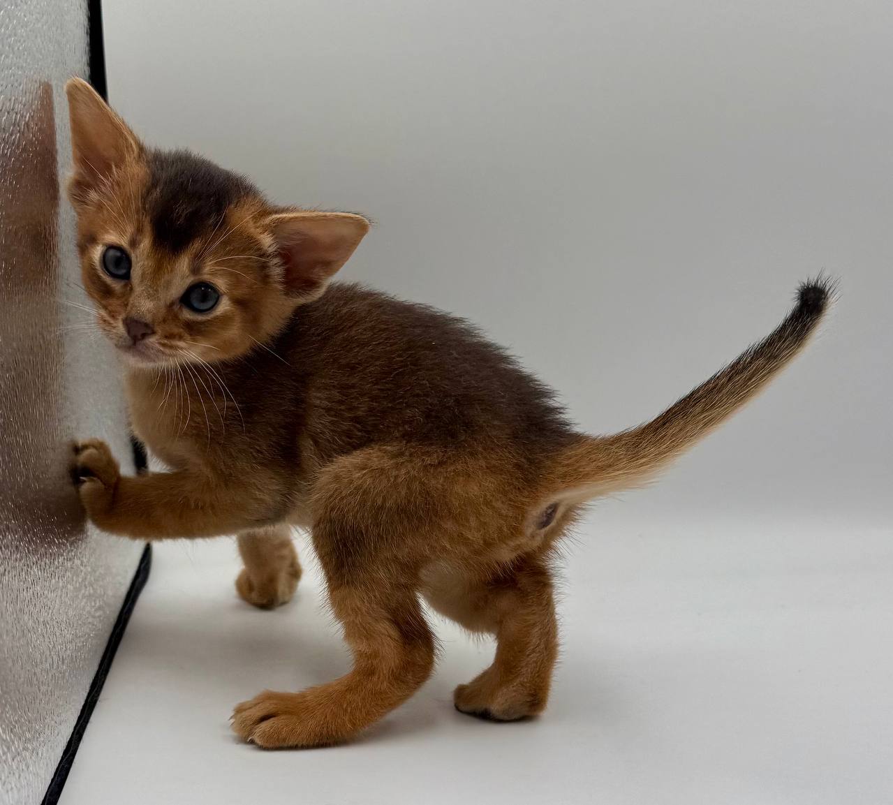Diana Abyssinian