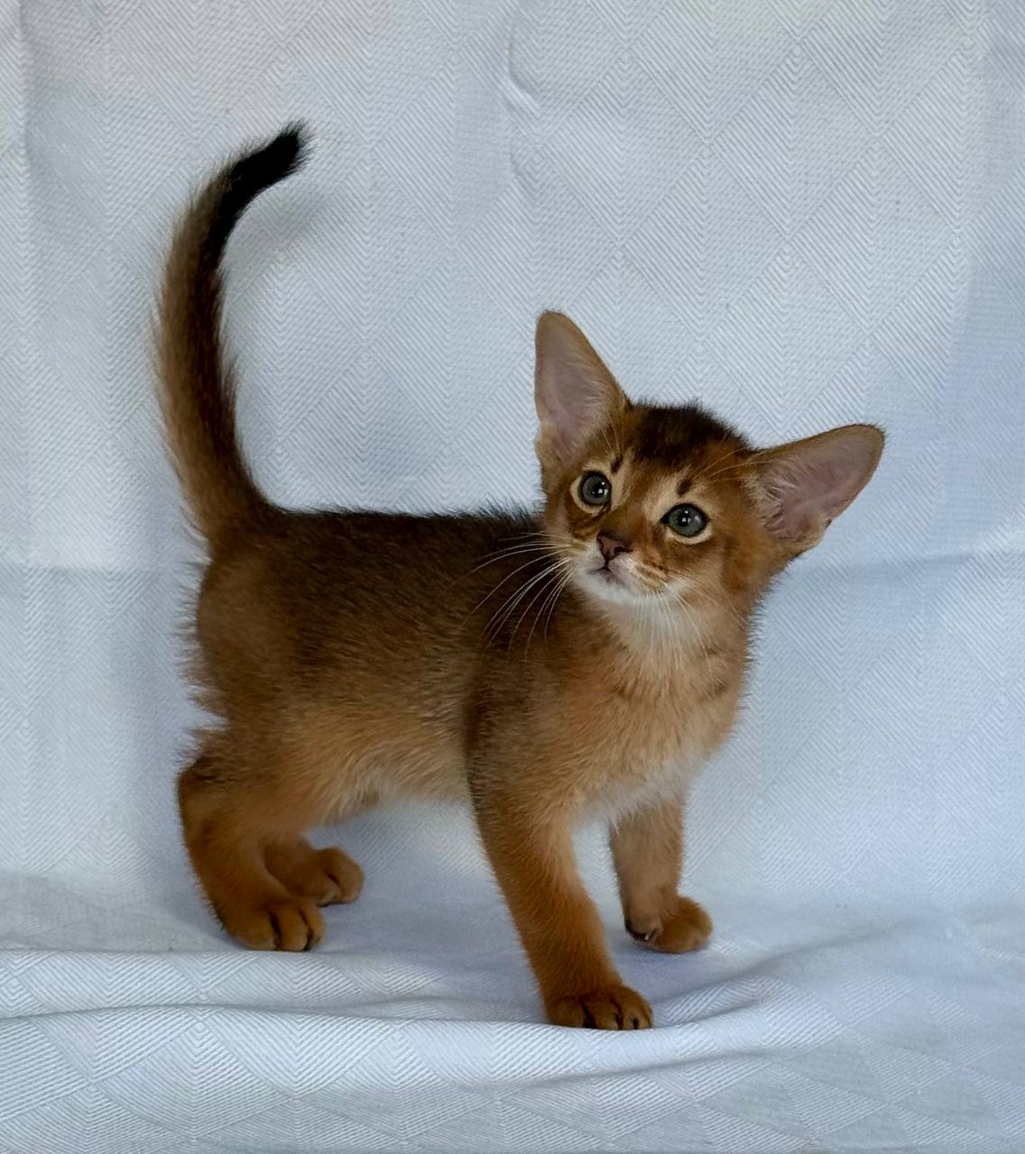 Emir Abyssinian