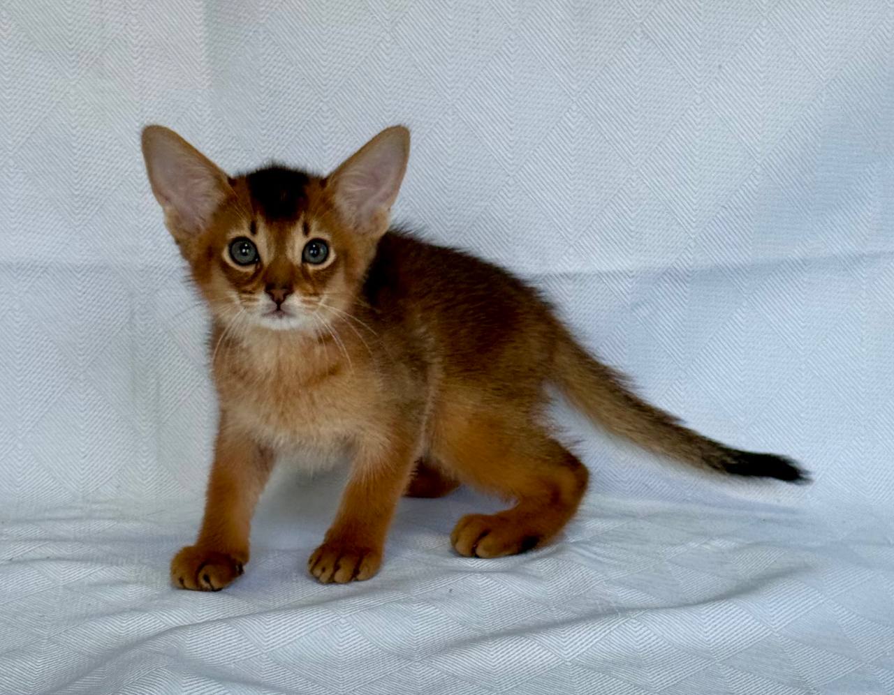 Emir Abyssinian